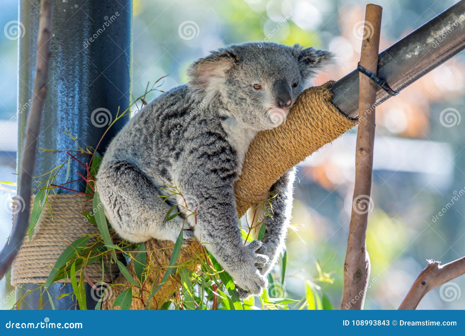 Koala editorial stock photo. Image of outback, lazy - 108993843 Koala editorial stock photo. Image of outback, lazy - 108993843