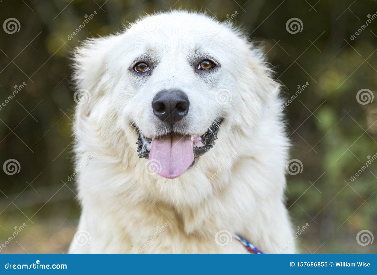 lazy large white great pyrenees dog