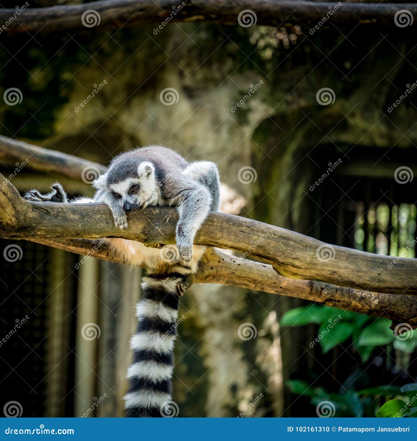 Lemur lying on branch stock photo. Image of furry, white 102161310