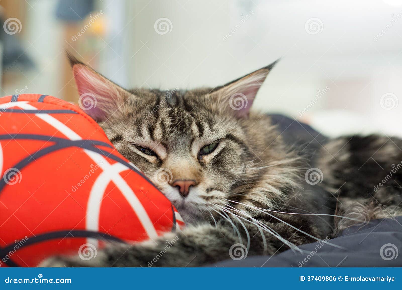 Lazy Maine Coon Lying on Pillow Stock Photo Image of cushion, brown