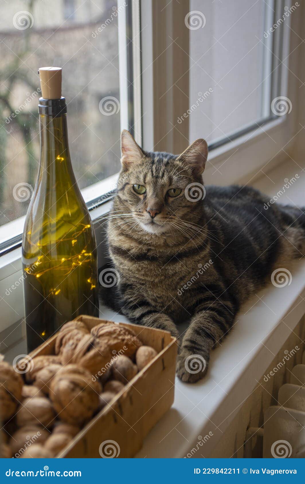 lazy marbe domestic cat on the windowsill with christmas decoraions, cute lime eyes on tabby face