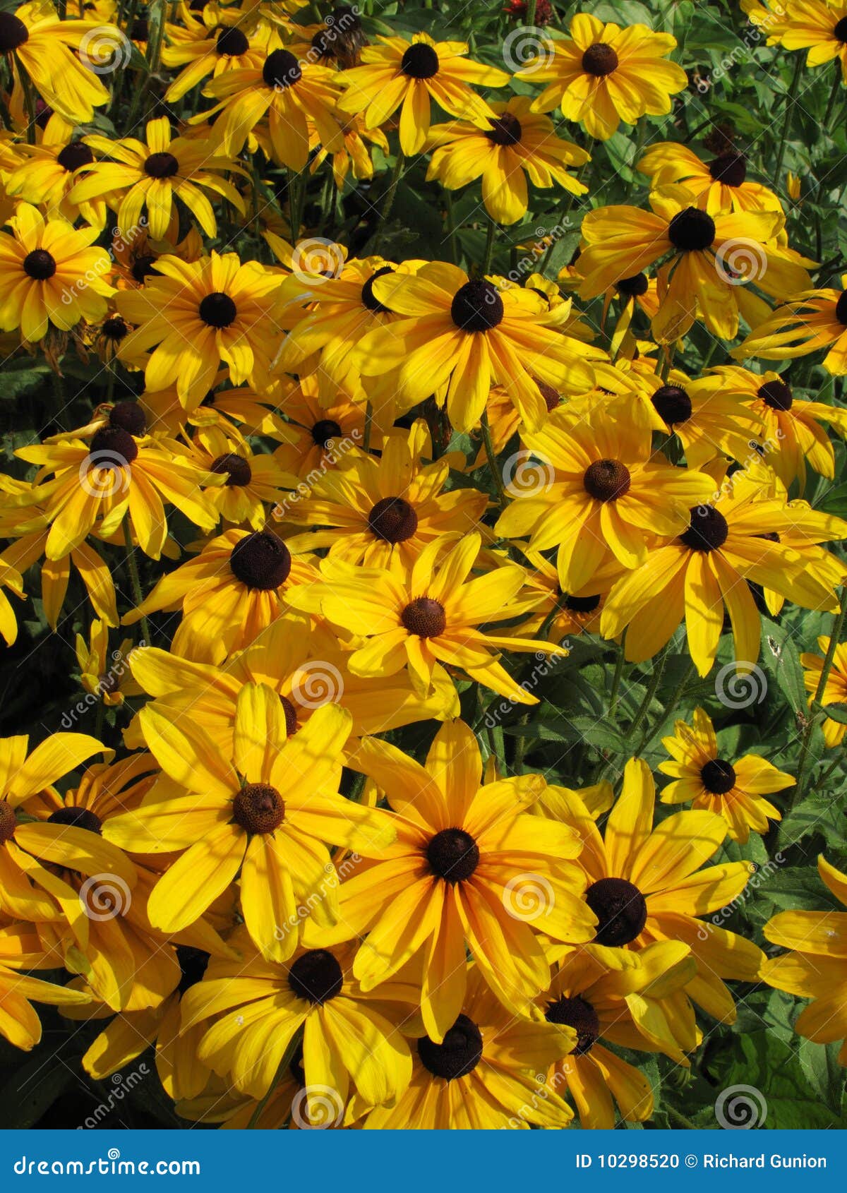 Lazy Susans Garden stock photo. Image of bright, colorful 10298520
