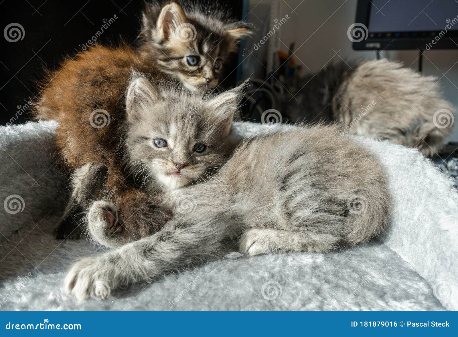Lazy Sweet Maine Coon Kittens in Different Colors Stock Photo - Image ...