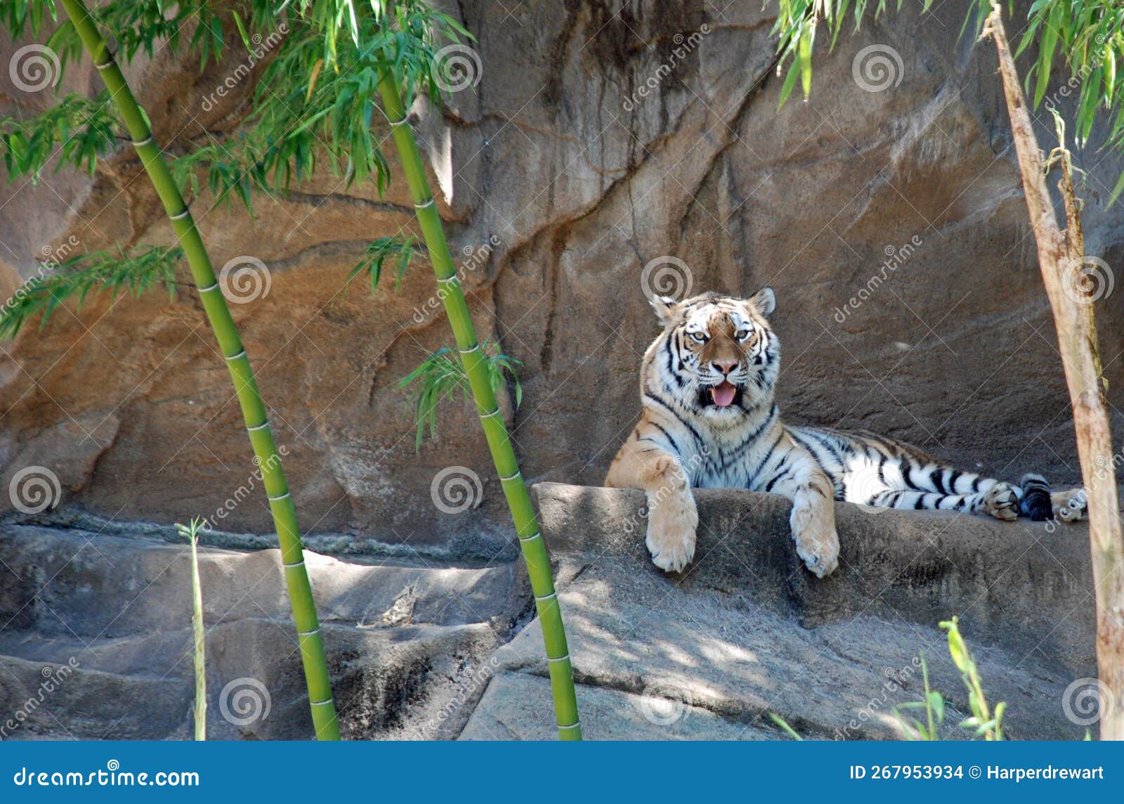 A Resting Tiger at Columbia SC Zoo Editorial Stock Image Image of
