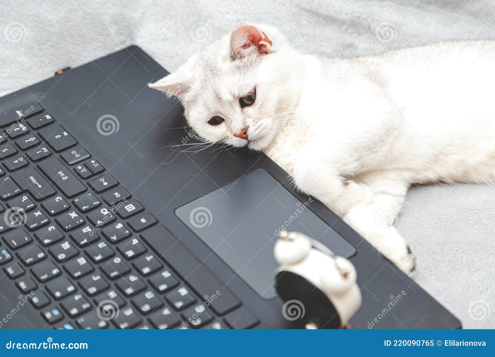 Lazy and Tired White British Cat Lying on a Laptop Stock Image - Image of  feline, kitty: 220090765