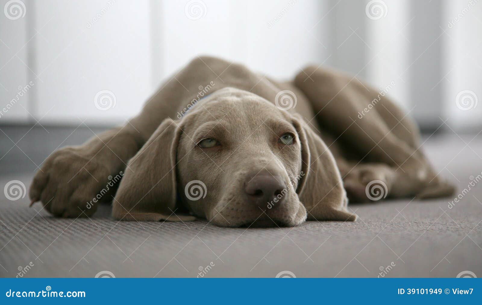 lazy weimaraner dog