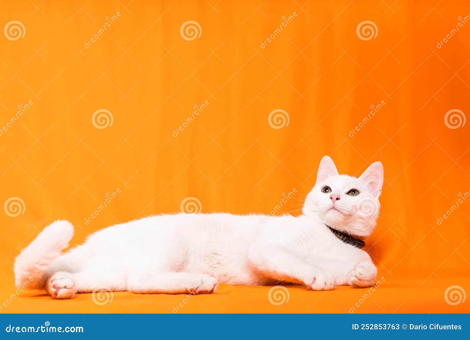 lazy white cat puppy lying down looking up on orange background