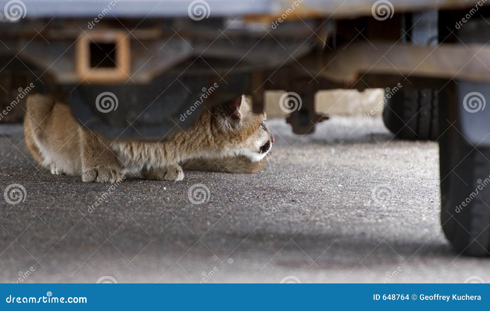 Gato Que Miente Bajo El Coche Bajo El Coche Foto de archivo - Imagen de  deslumbrar, raya: 23950726