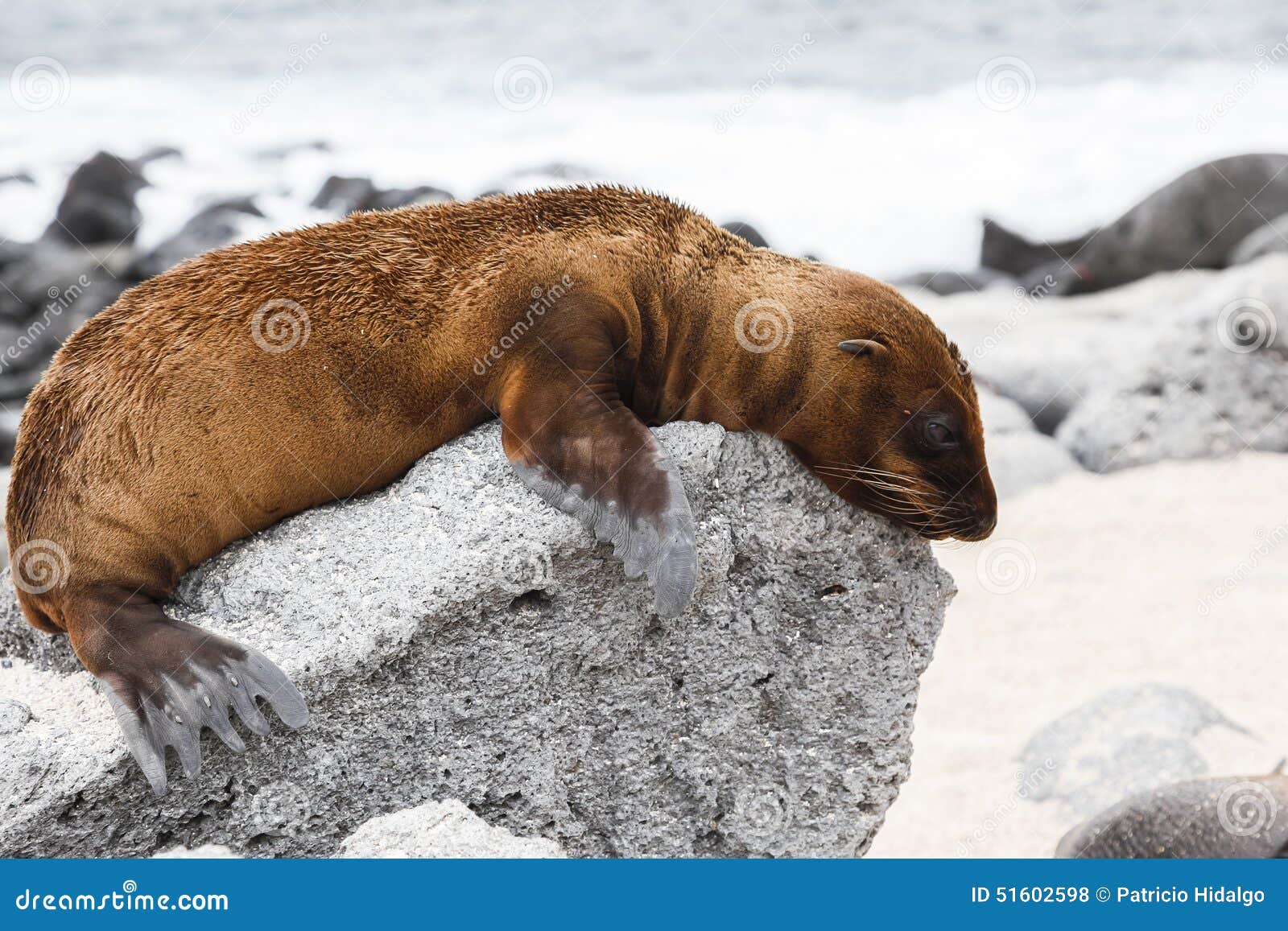 605 Leon Marino Del Bebe Fotos Libres De Derechos Y Gratuitas De Dreamstime