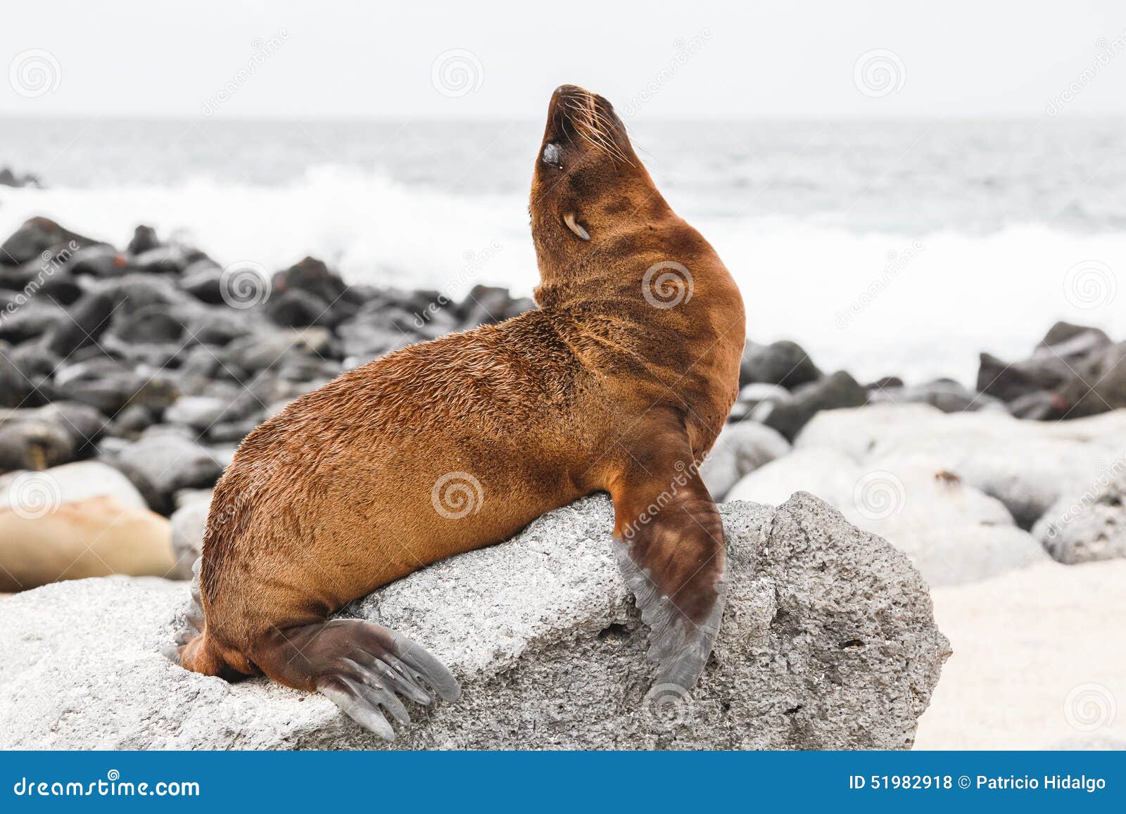 Leon Marino Del Bebe Foto De Archivo Imagen De Ecuador