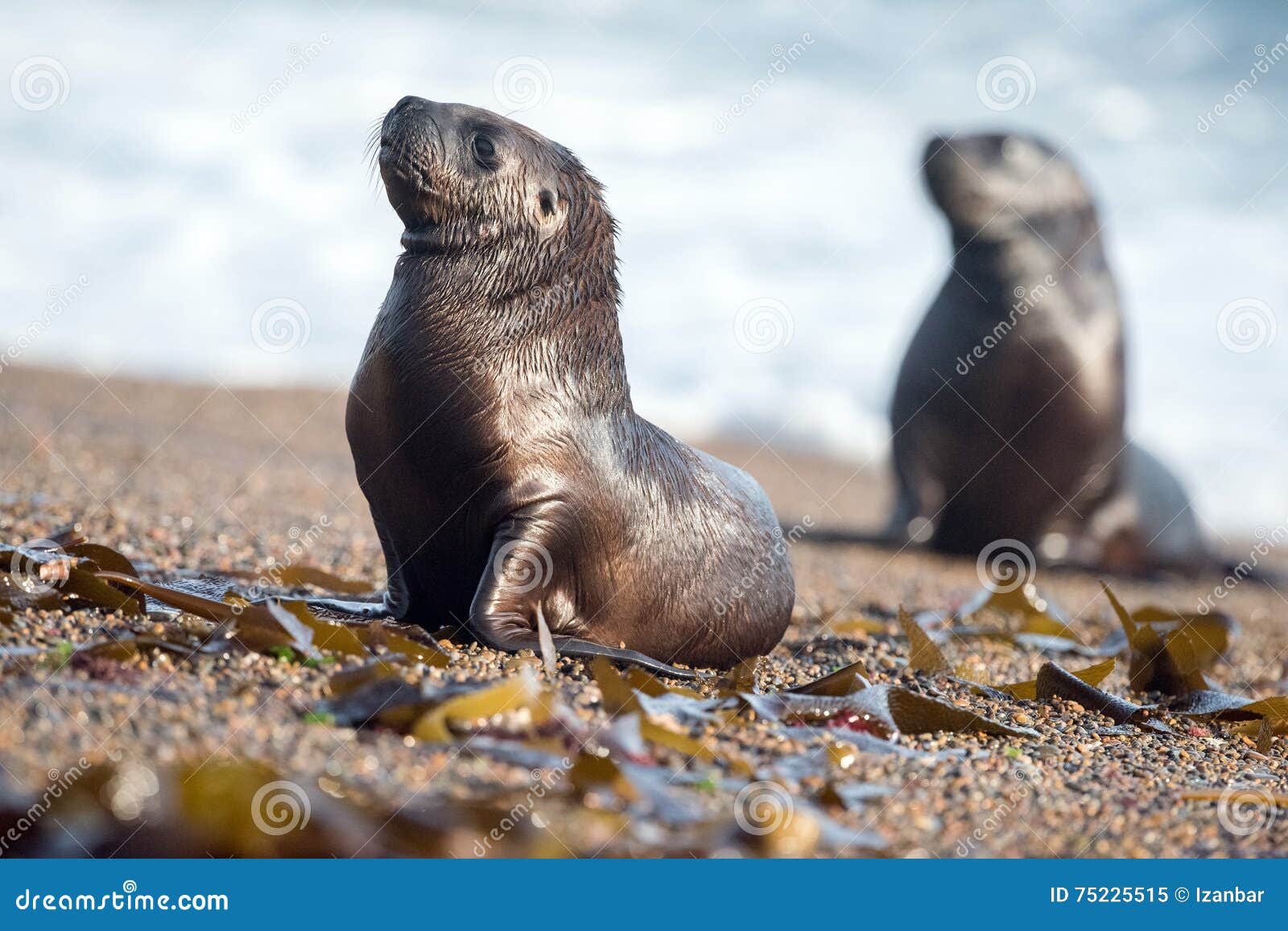 Leon Marino Recien Nacido Del Bebe En La Playa Imagen De Archivo Imagen De Habitat Paisaje Leon Marino Recien Nacido Del Bebe En La Playa Imagen De Archivo Imagen De Habitat Paisaje