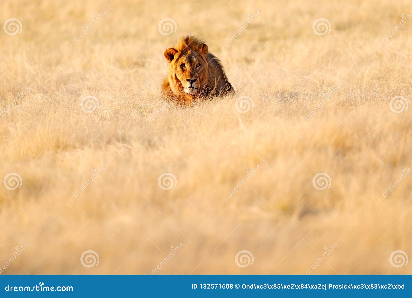 León Viejo Grande En La Hierba, Retrato De La Melena De La Cara Del Animal Del Peligro Escena De La Fauna De La Naturaleza Animal Foto de archivo - Imagen de safari, León Viejo Grande En La Hierba, Retrato De La Melena De La Cara Del Animal Del Peligro Escena De La Fauna De La Naturaleza Animal Foto de archivo - Imagen de safari,