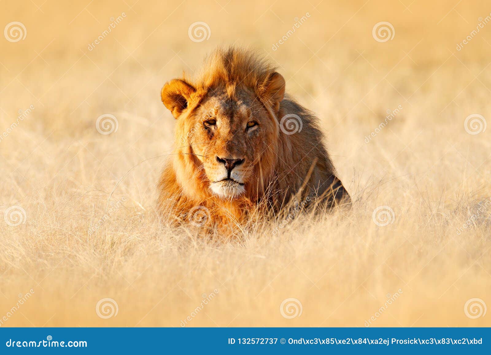 León Viejo Grande En La Hierba, Retrato De La Melena De La Cara Del Animal Del Peligro Escena De La Fauna De La Naturaleza Animal Imagen de archivo - Imagen de travieso, León Viejo Grande En La Hierba, Retrato De La Melena De La Cara Del Animal Del Peligro Escena De La Fauna De La Naturaleza Animal Imagen de archivo - Imagen de travieso,