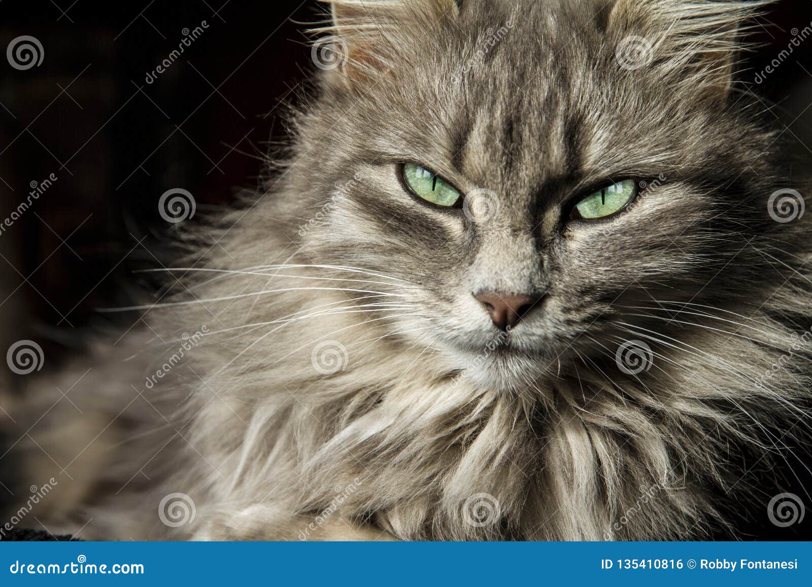 Le Beau Chat Persan Avec De Longs Cheveux Gris Vous Regarde