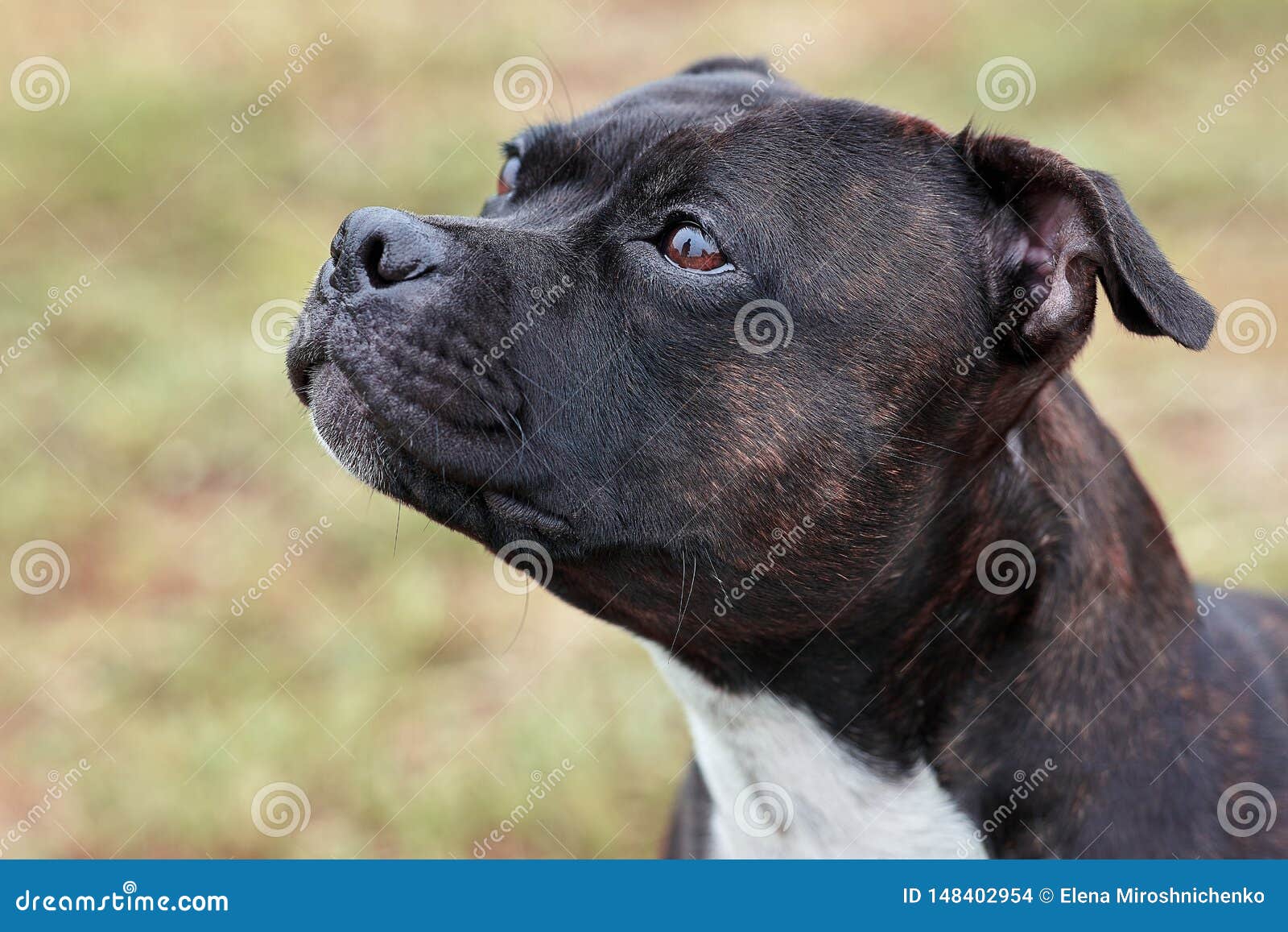 Le Beau Chien De La Race De Bull Terrier Du Staffordshire