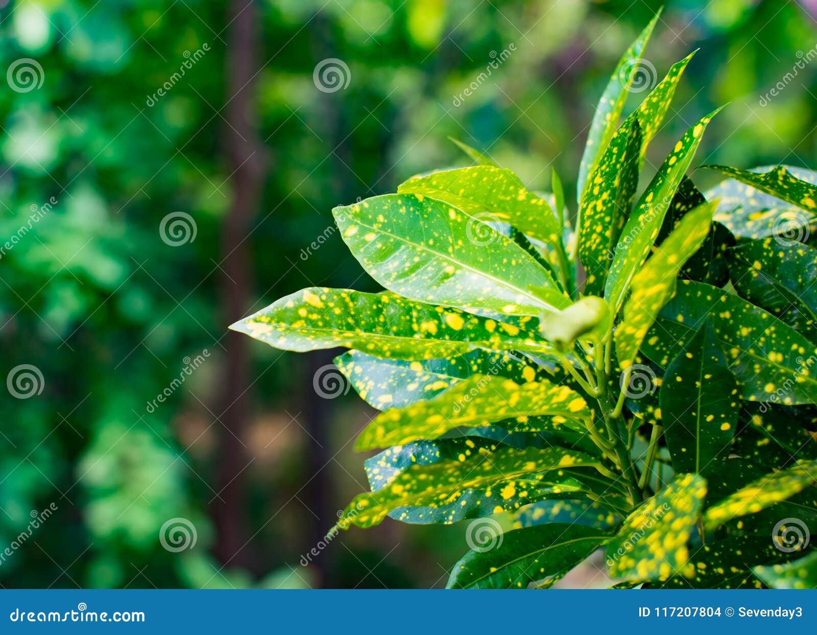 Mélange Vert Nature