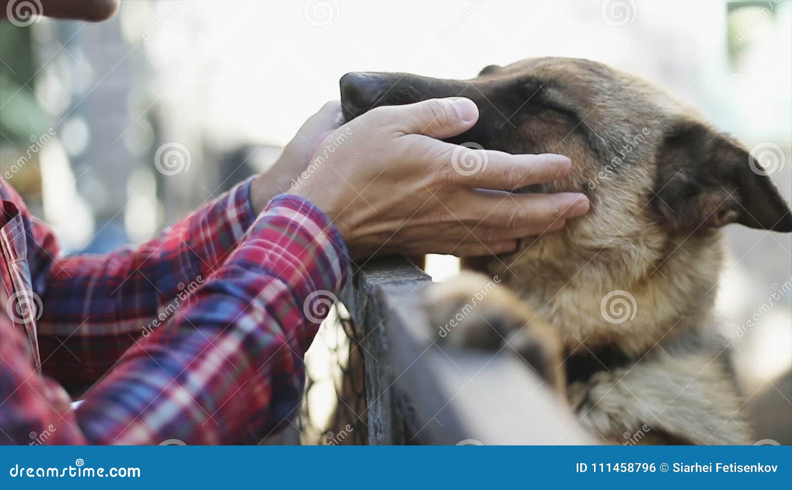 Son chien lui lèche la chatte