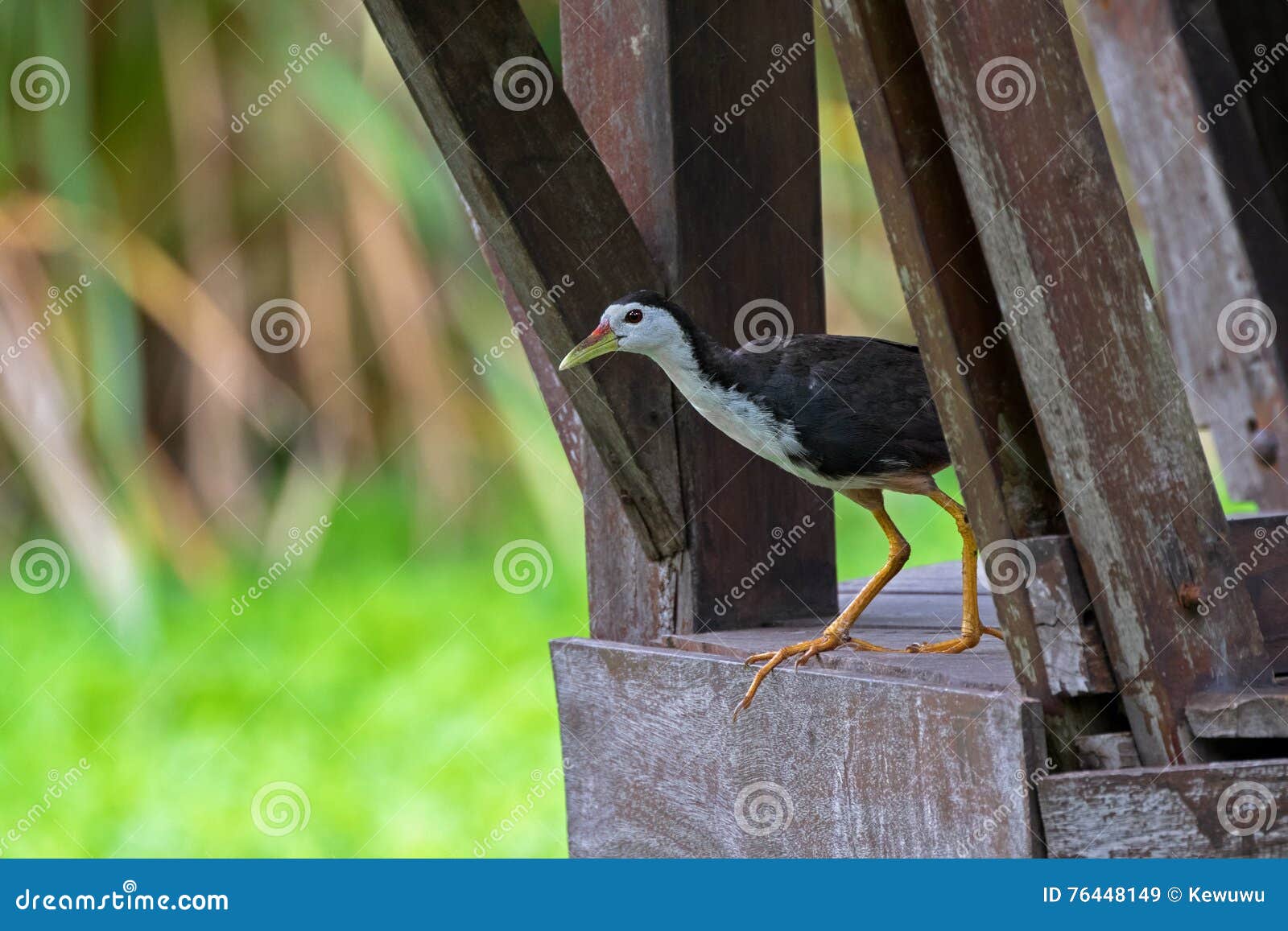 Le blanc breasted le waterbird de Waterhen marchent du balcon en bois avec le fond, la Thaïlande et le x28 brouillés ; Phoenicurus& x29 d'Amaurornis ;