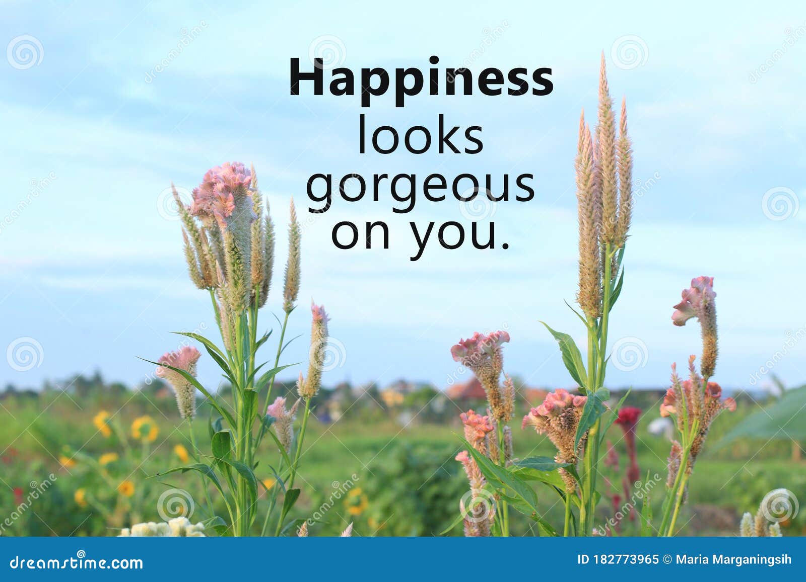 Le Bonheur Inspire De Citation Semble Magnifique Sur Vous Au Fond De La Belle Du Pic De Poulet Rose Les Fleurs Fleurissent Sur Le Image Stock Image Du Inspire Interieur