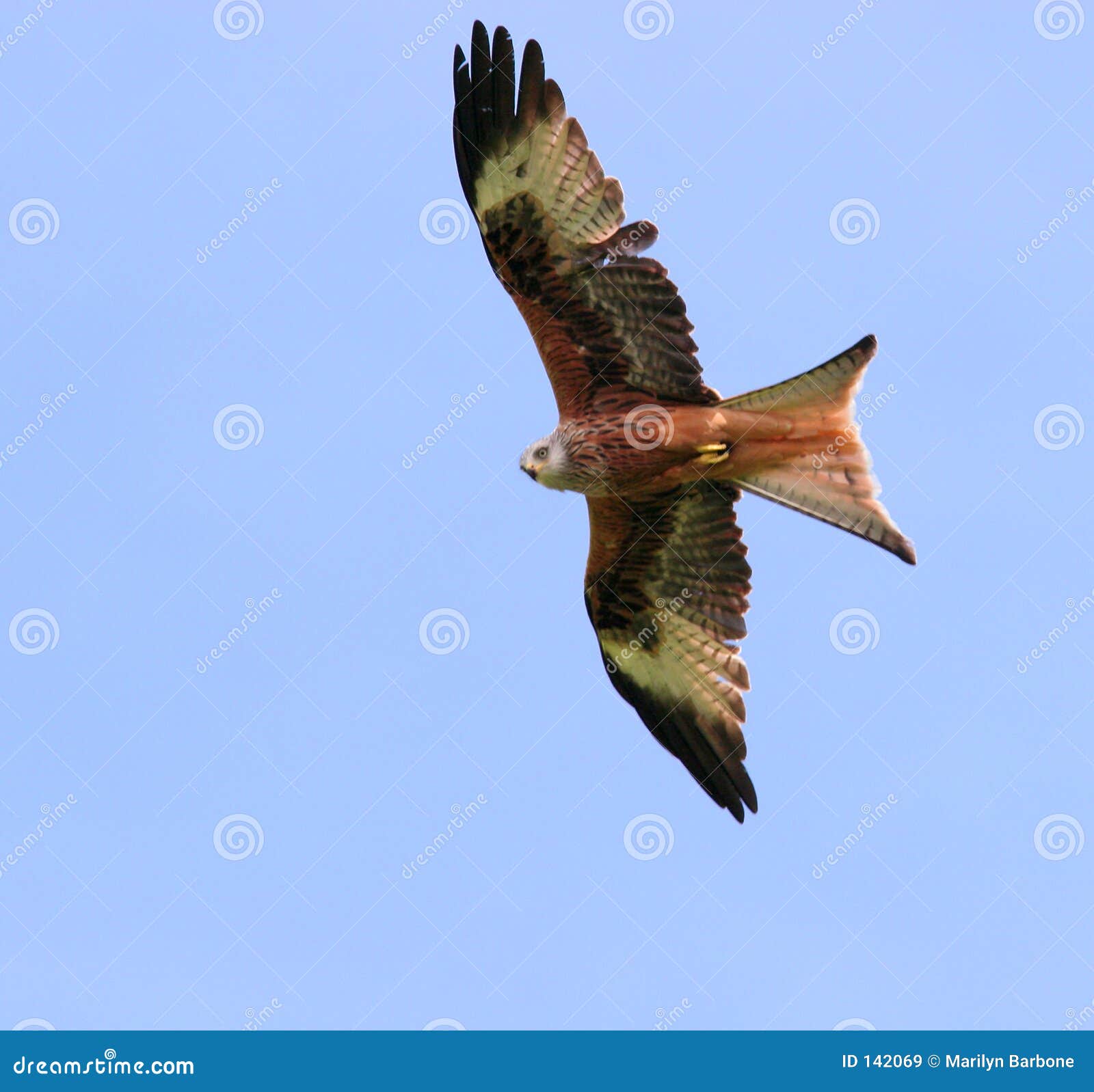Le cerfvolant rouge image stock. Image du prés, liberté  142069