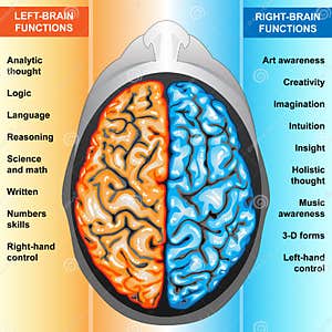 Schema Cerveau Humain Schema Cerveau Humain