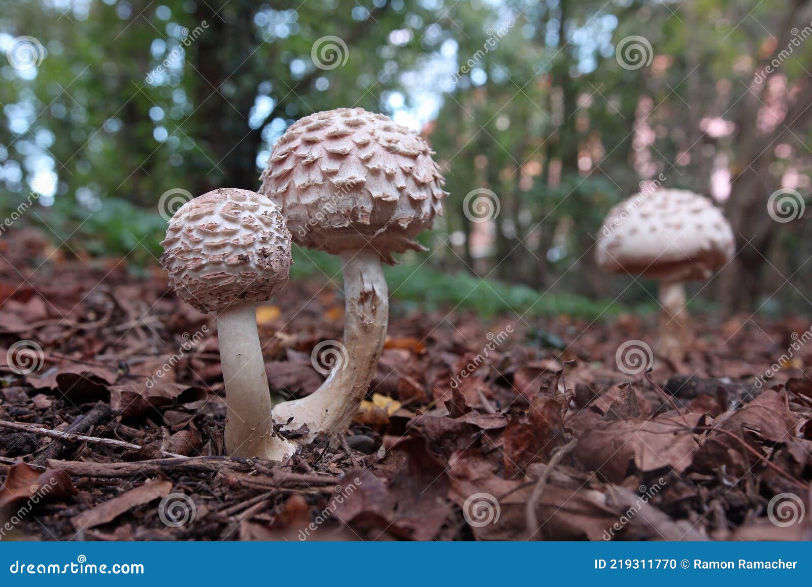 Le Champignon Chlorophyllum Pousse Entre Les Feuillages Du Parc En Automne Photo stock Image