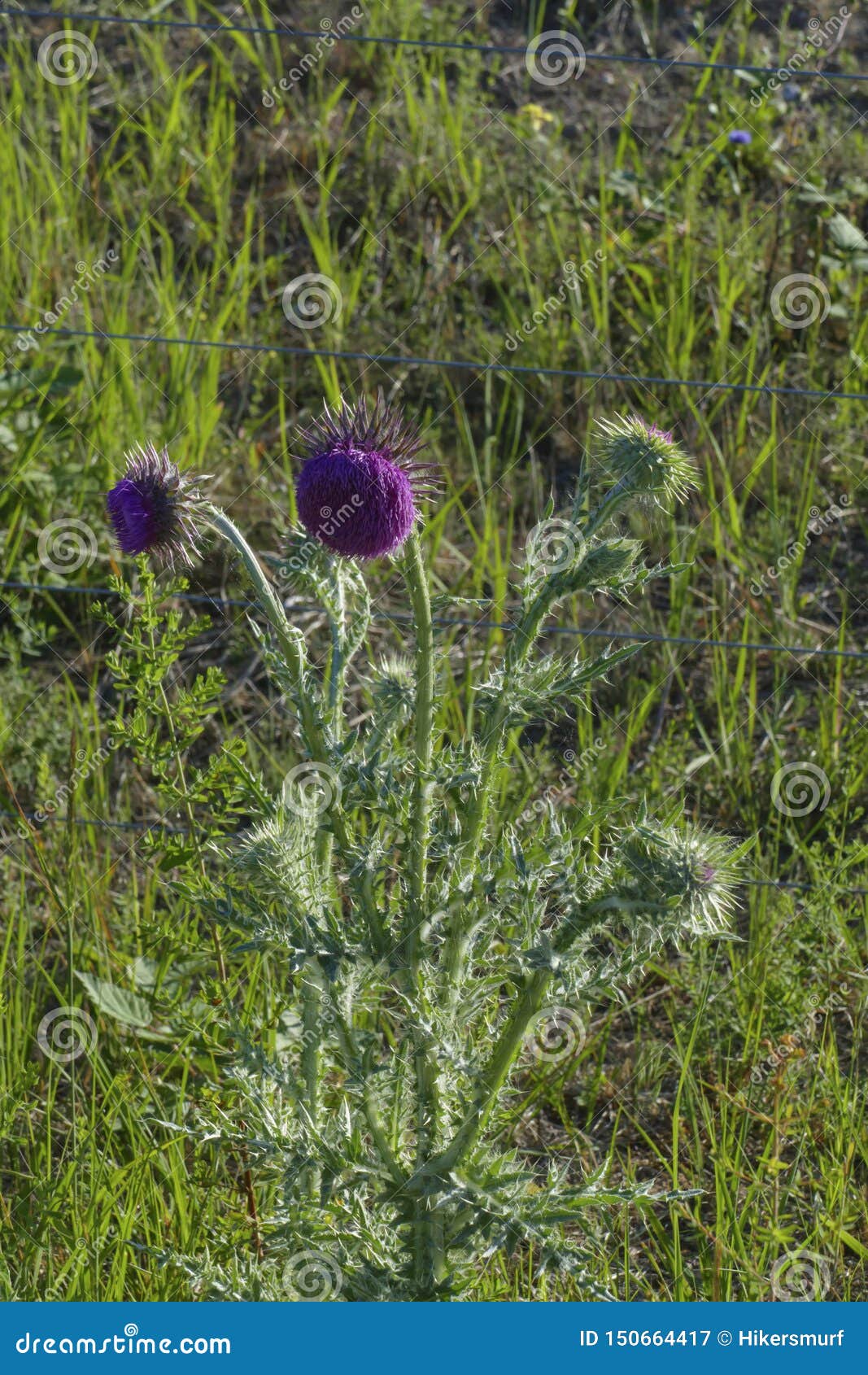 Le Chardon De Marien, La Couronne Du Christ, Fleur Mauve Sur Un Pré Image  stock - Image du accroissement, jardins: 150664417