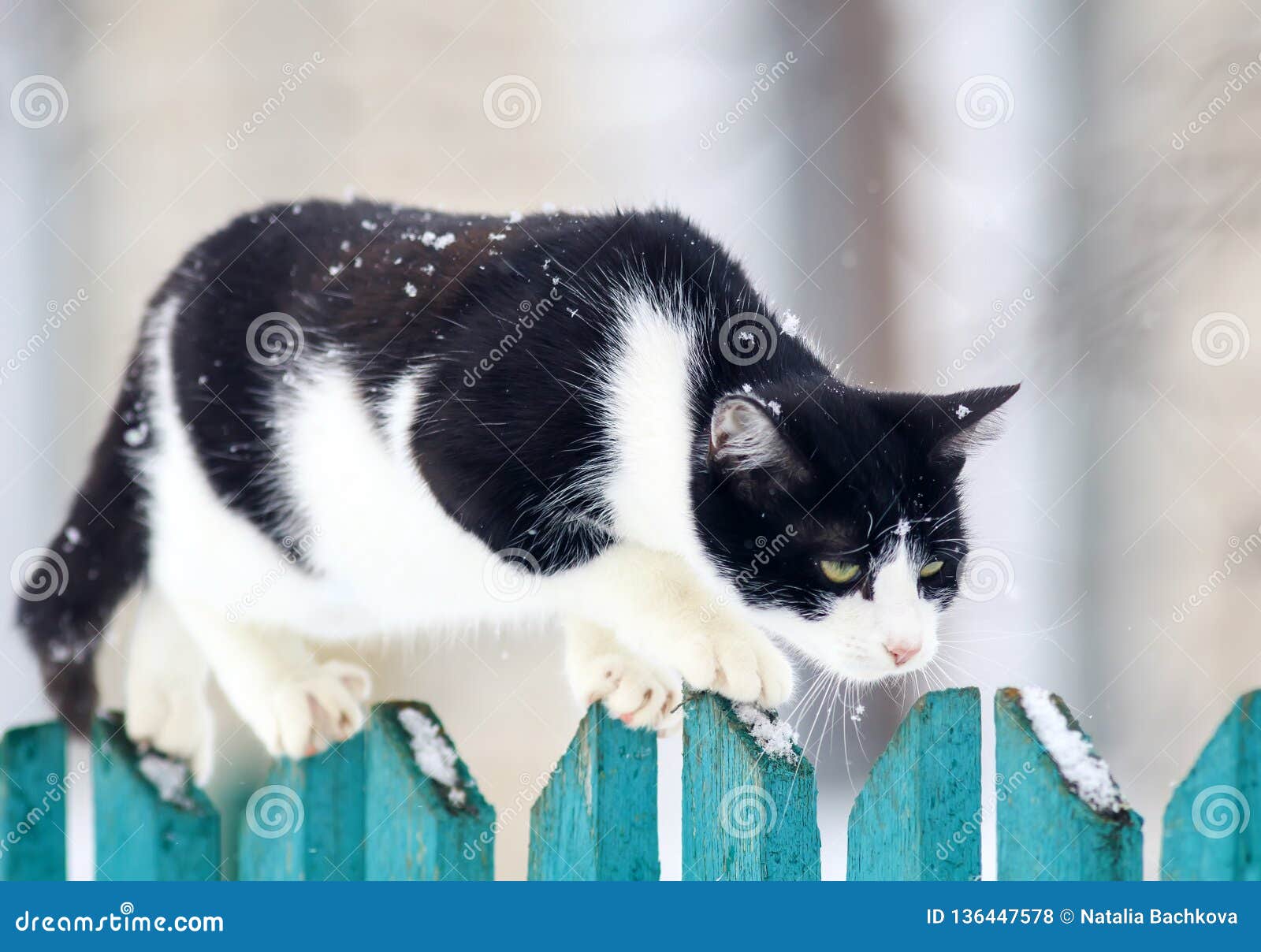 Le Chat A La Maison Drole Marche Sur Une Barriere En Bois Dans Un Village Dans Le Jardin Pendant Des Chutes De Neige Et Pense A L Photo Stock Image Du Le Chat A La Maison Drole Marche Sur Une Barriere En Bois Dans Un Village Dans Le Jardin Pendant Des Chutes De Neige Et Pense A L Photo Stock Image Du