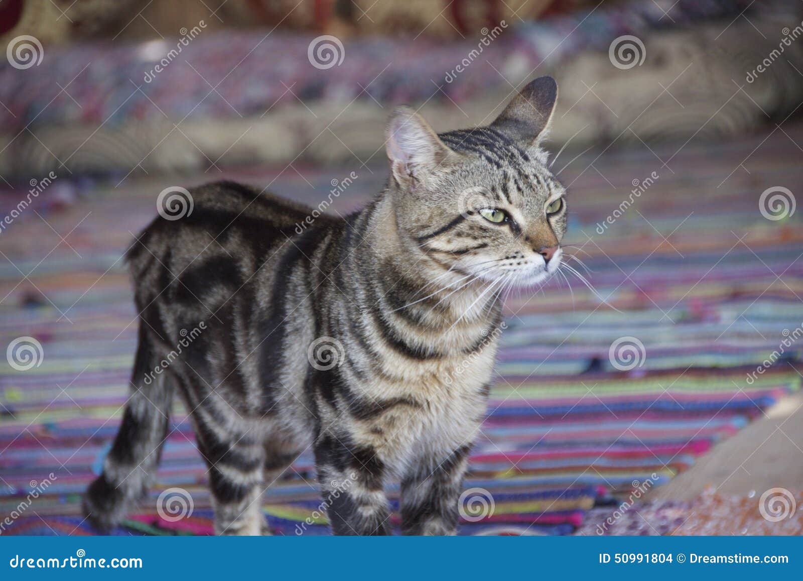 Le chat. Chat gris en Egypte