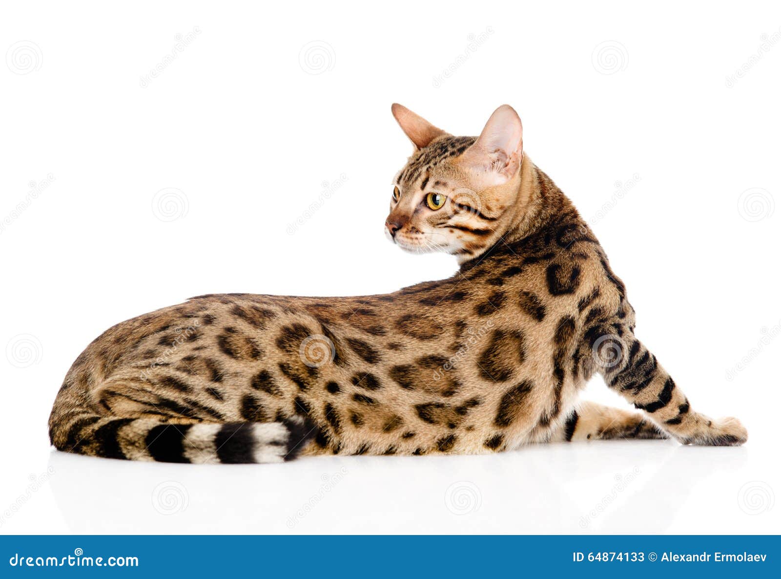 Le Chat Adulte Du Bengale Regarde En Arriere D Isolement Sur Le Fond Blanc Image Stock Image Du Coupure Adorable Le Chat Adulte Du Bengale Regarde En Arriere D Isolement Sur Le Fond Blanc Image Stock Image Du Coupure Adorable
