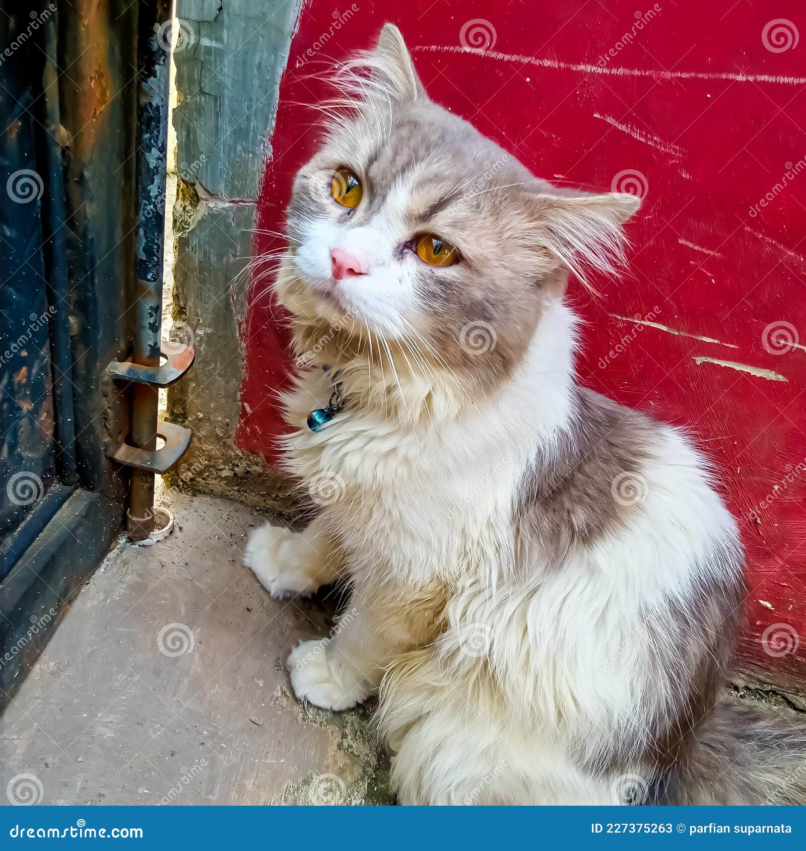 Le Chat Angora Blanc Et Gris Image Stock Image Du Chat Gris