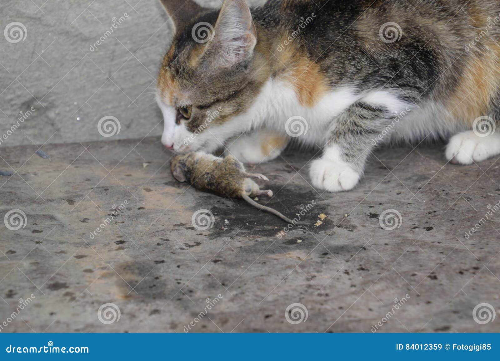 Le Chat A Attrape La Souris Le Chat Mange La Souris Attrapee Chasseur A La Maison Image Stock Image Du Grand Loquet