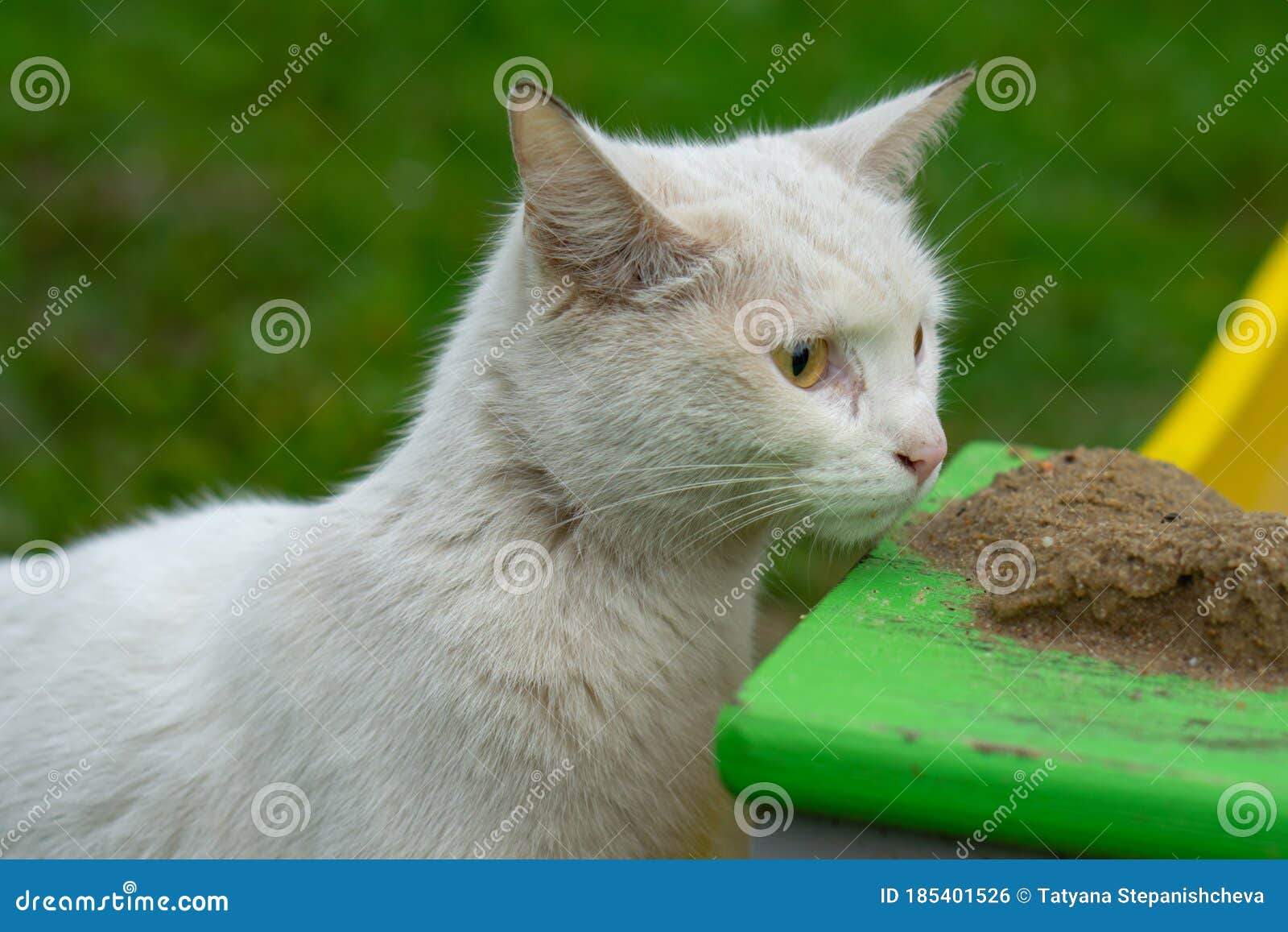 Le Chat Blanc Inspecte Le Sable Mouille Dans L Aire De Jeux Photo Stock Image Du Sable Assez