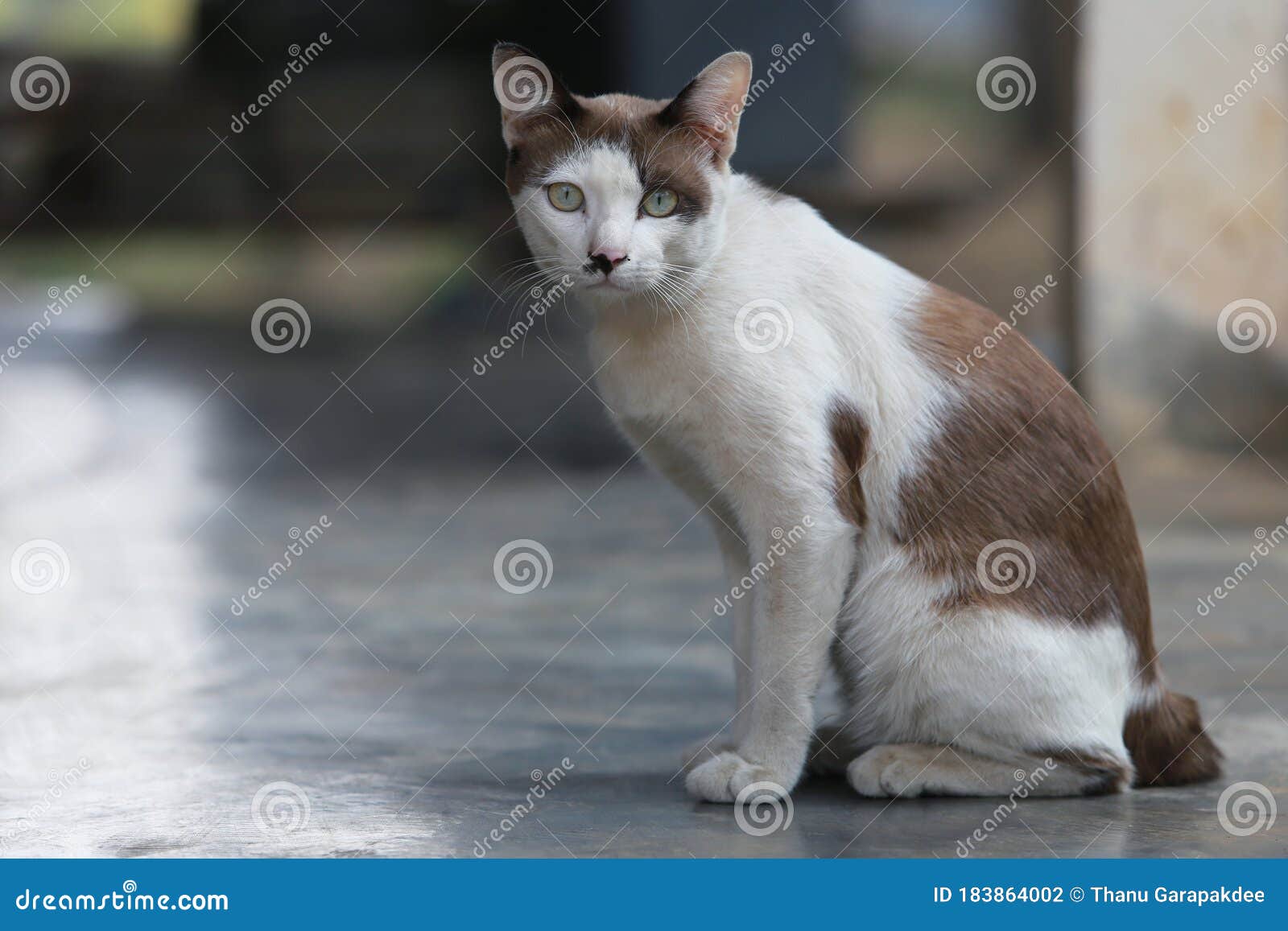 Le Chat Blanc Melange Marron Clair Et Le Point Noir Sur Son Visage Assis Sur Le Terrain Et Aller De L Avant Avec Le Contexte Suita Photo Stock Image Du Cheri Visage