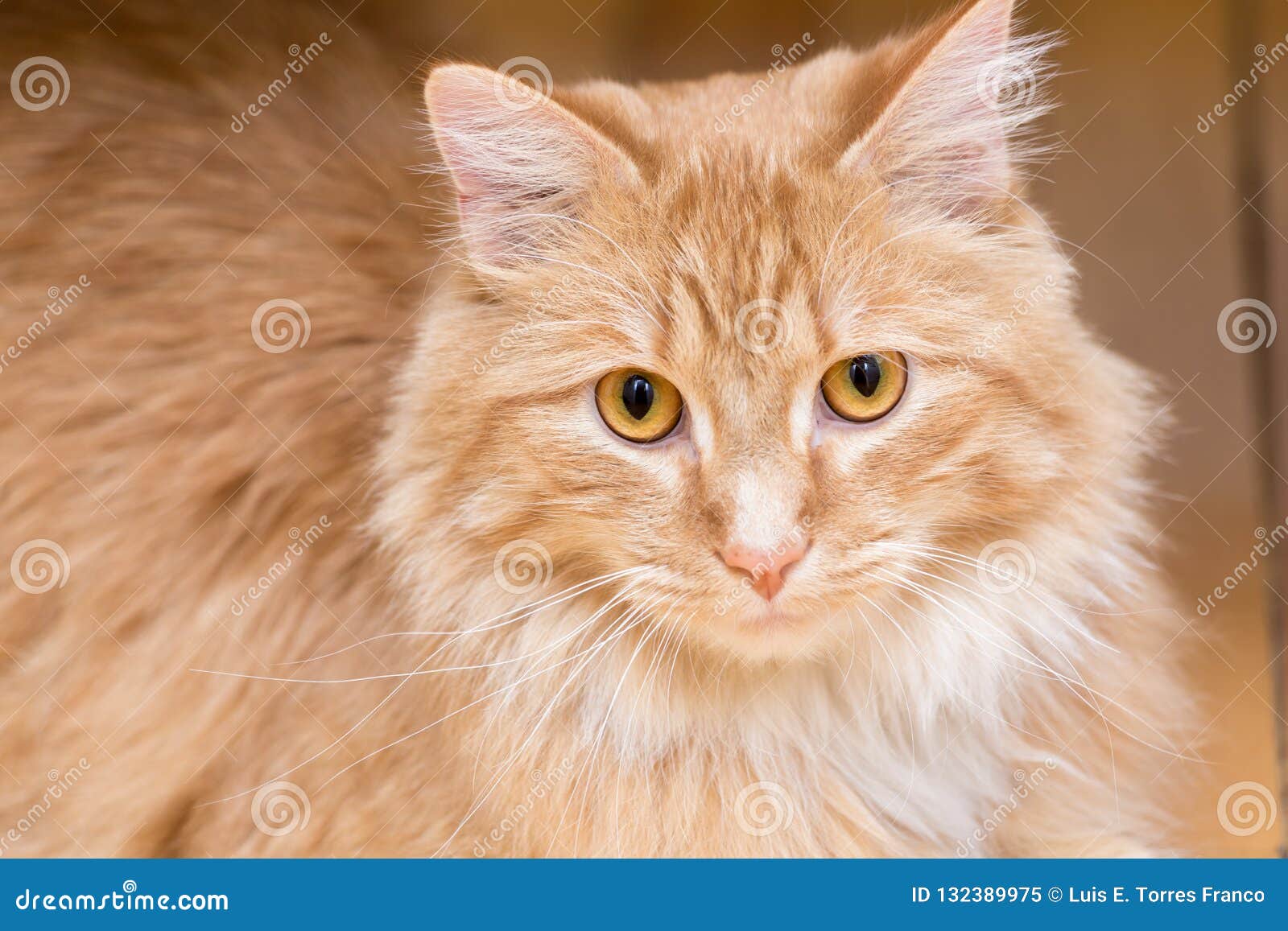 Le chat blond image stock. Image du orange, adorable - 132389975