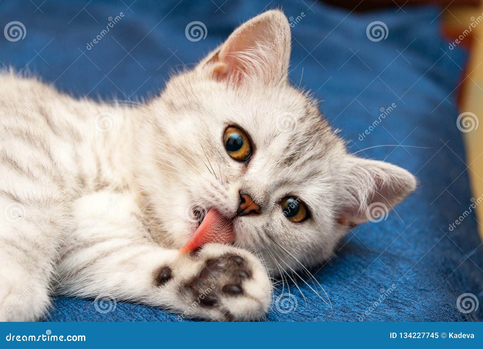 Le Chat Britannique Mou Avec Les Yeux Oranges Leche La Langue De Rose De Patte Image Stock Image Du Domestique Joyeux