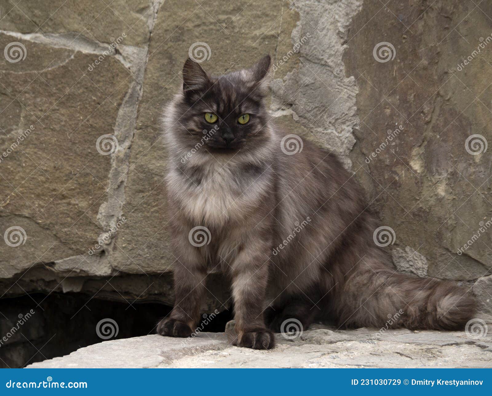 Le Chat Cendre Image Stock Image Du Pelucheux Assez