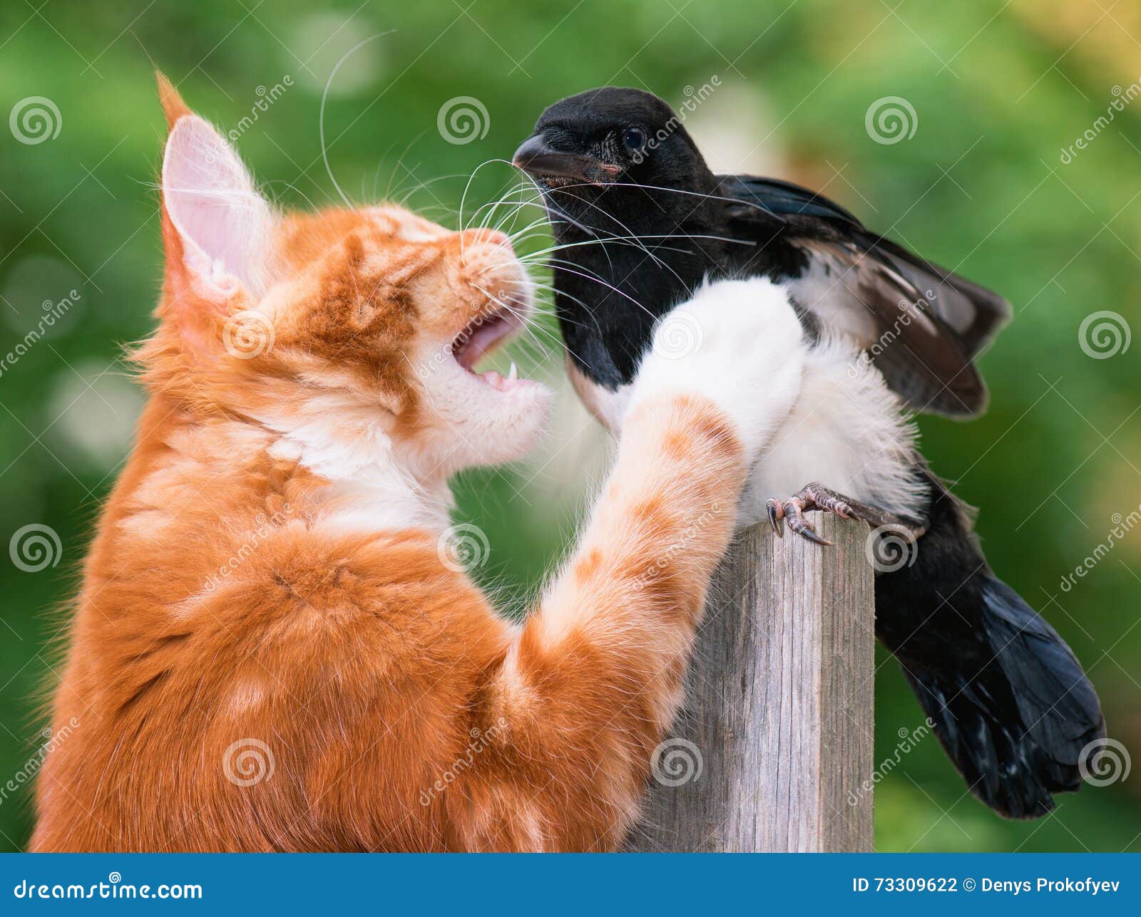 255 Le Chat Chasse Un Oiseau Photos Libres De Droits Et Gratuites De Dreamstime