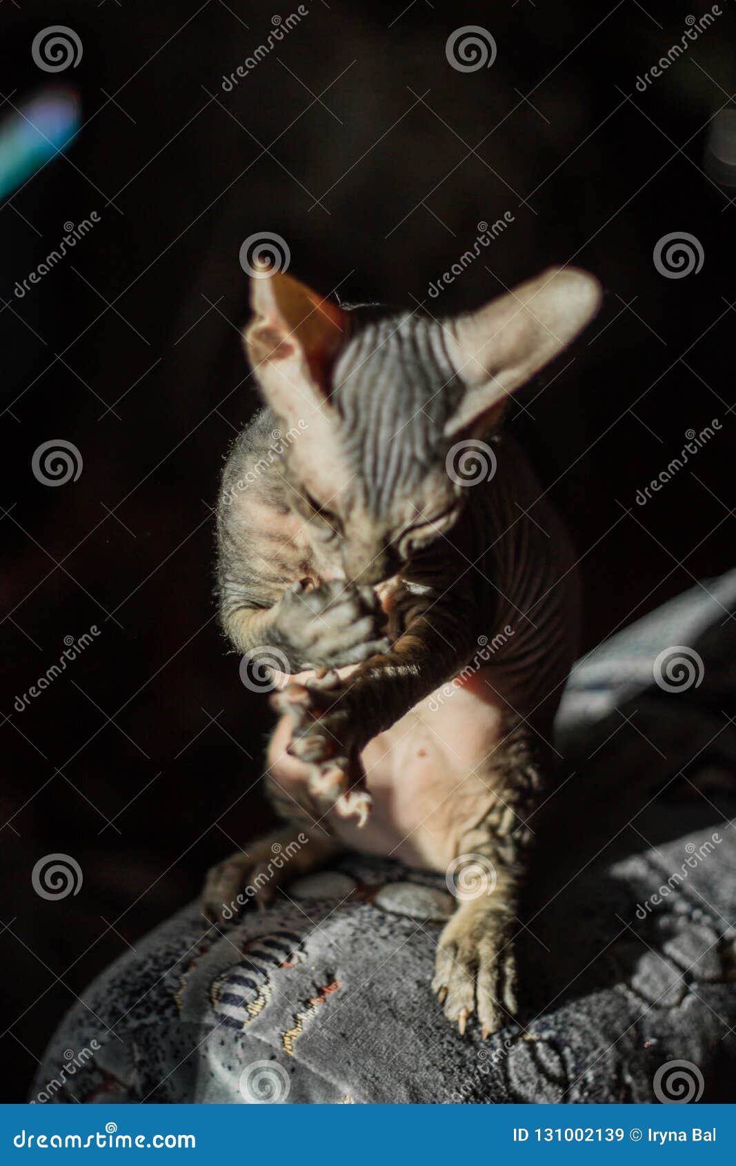Le Chat Chauve Très Drôle Sphynx Se Tient Sur Ses Pattes Et