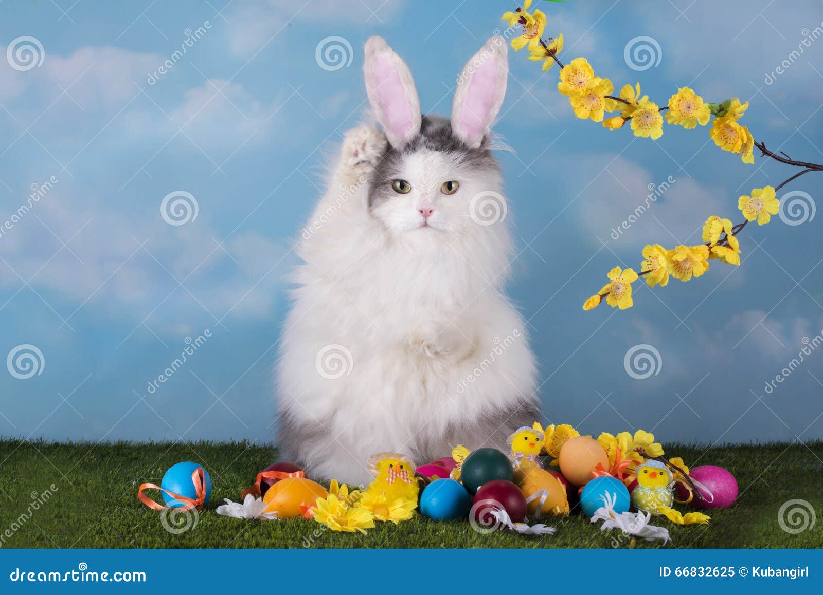 Le Chat Dans Le Lapin De Costume Célèbre Pâques Image stock - Image du  heureux, gibier: 66832625