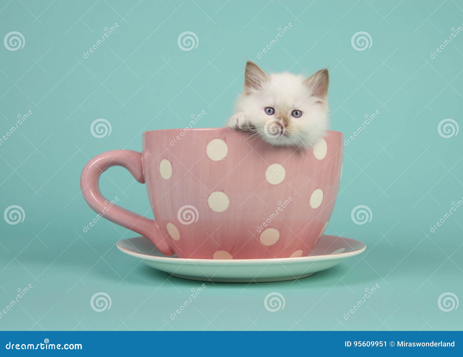 Le Chat De Bebe De Poupee De Chiffon Avec Des Yeux Bleus Accrochant Au Dessus Du Bord D Un Rose Et D Un Blanc A Pointille La Tass Image Stock Image Du Bleu Poupee Le Chat De Bebe De Poupee De Chiffon Avec Des Yeux Bleus Accrochant Au Dessus Du Bord D Un Rose Et D Un Blanc A Pointille La Tass Image Stock Image Du Bleu Poupee