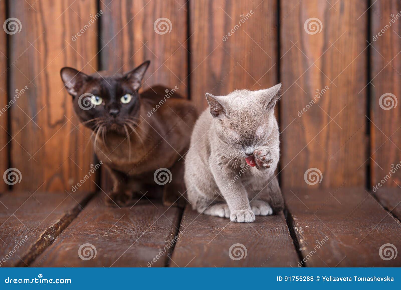 Le Chat De Chaton Et D Adulte Multiplient Le Birman Le Pere Europeen Et Le Fils S Asseyant Sur Le Fond En Bois Gris Et Brun Cou Photo Stock Image Du Amusement Chaton Le Chat De Chaton Et D Adulte Multiplient Le Birman Le Pere Europeen Et Le Fils S Asseyant Sur Le Fond En Bois Gris Et Brun Cou Photo Stock Image Du Amusement Chaton