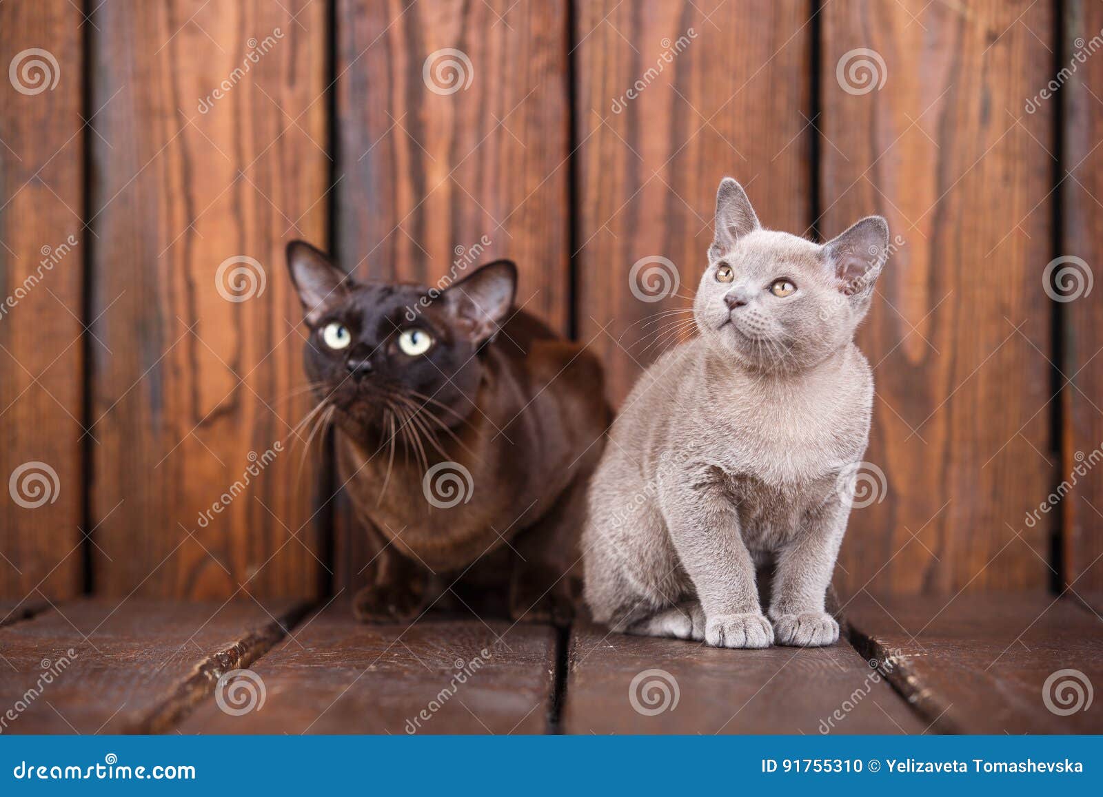 Le Chat De Chaton Et D Adulte Multiplient Le Birman Le Pere Europeen Et Le Fils S Asseyant Sur Le Fond En Bois Gris Et Brun Cou Photo Stock Image Du Mignon Brun Le Chat De Chaton Et D Adulte Multiplient Le Birman Le Pere Europeen Et Le Fils S Asseyant Sur Le Fond En Bois Gris Et Brun Cou Photo Stock Image Du Mignon Brun