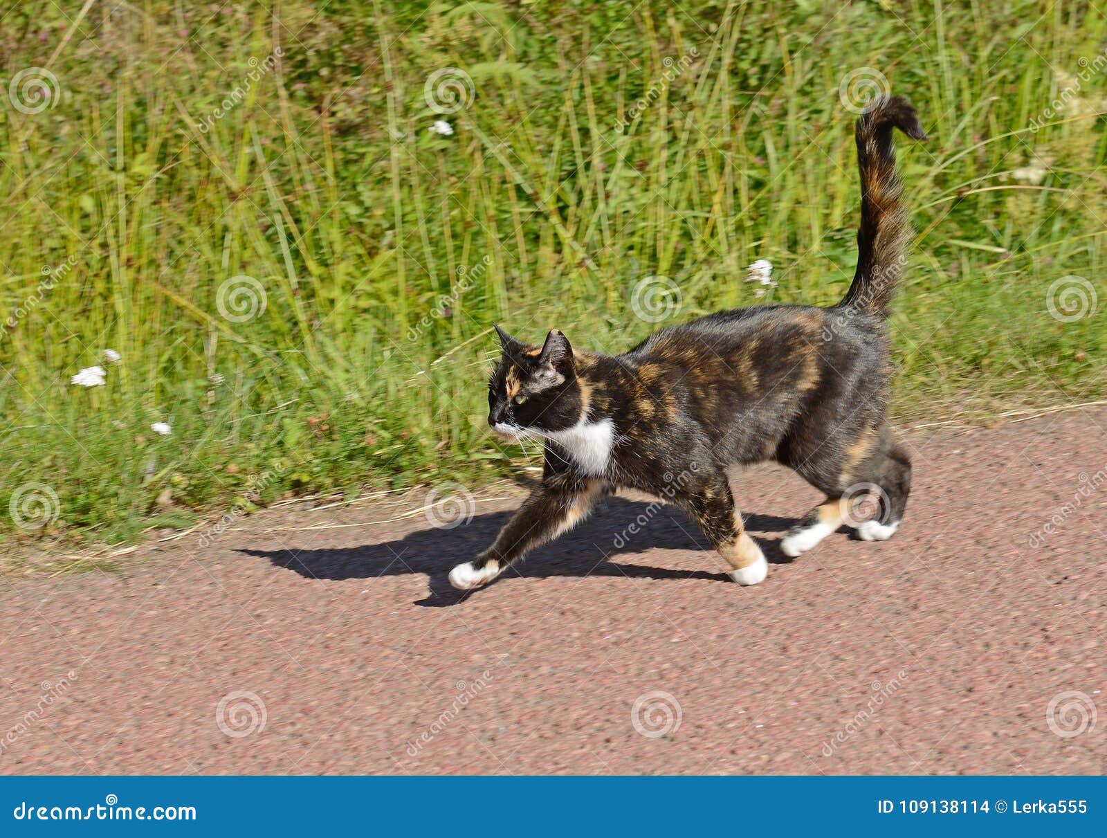 Le Chat De Couleur Trois Fonctionne Sur Des Affaires Sur La Route De Campagne En Ete Photo Stock Image Du Fourrure Iles Le Chat De Couleur Trois Fonctionne Sur Des Affaires Sur La Route De Campagne En Ete Photo Stock Image Du Fourrure Iles