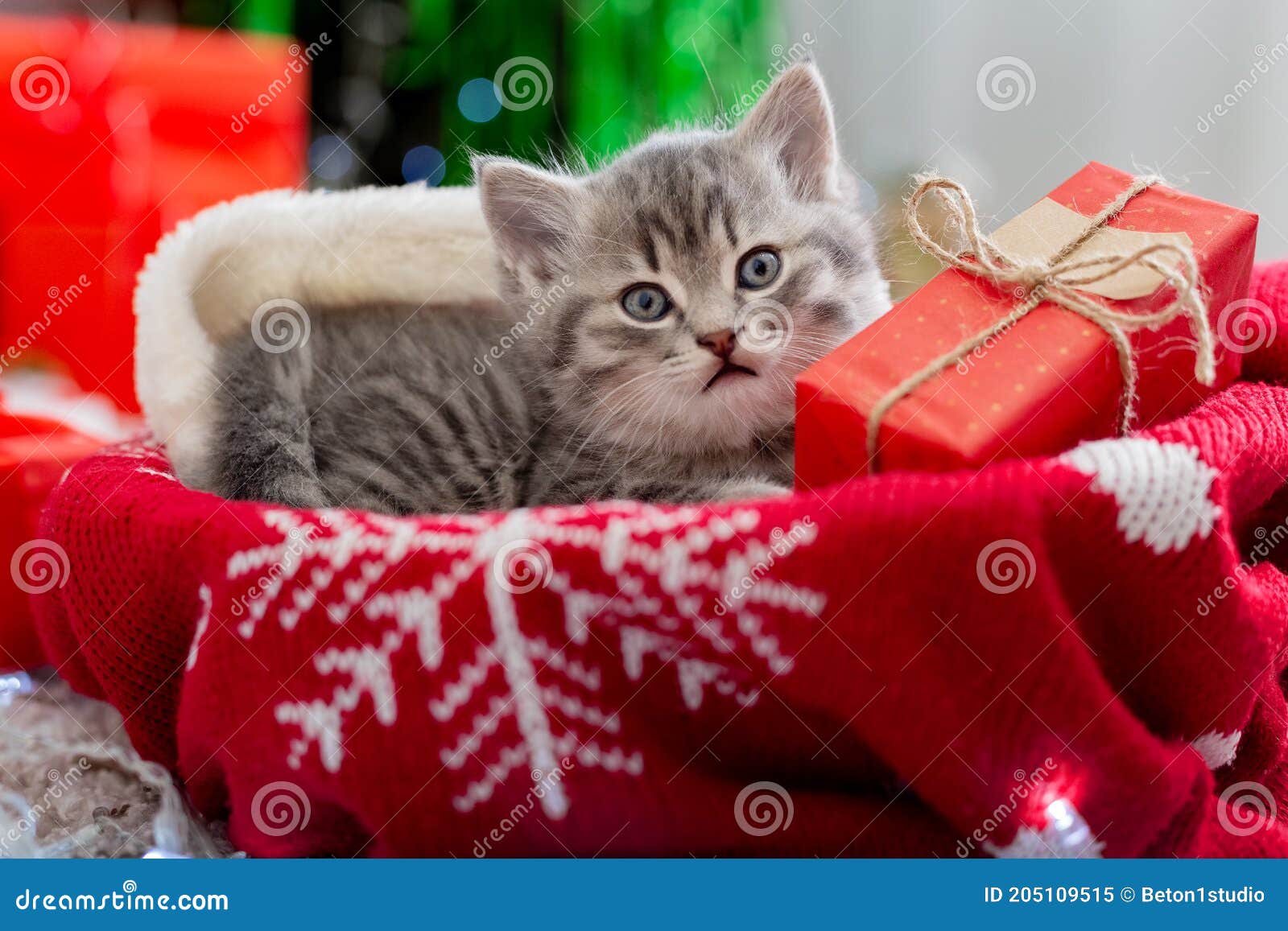 Le Chat De Noël Incombe Au Cadeau Sous L'arbre Du Nouvel an. Chaton Animal  Avec La Boîte Pour Noël Sur Le Pull Moche De Noël Dans Image stock - Image  du chéri