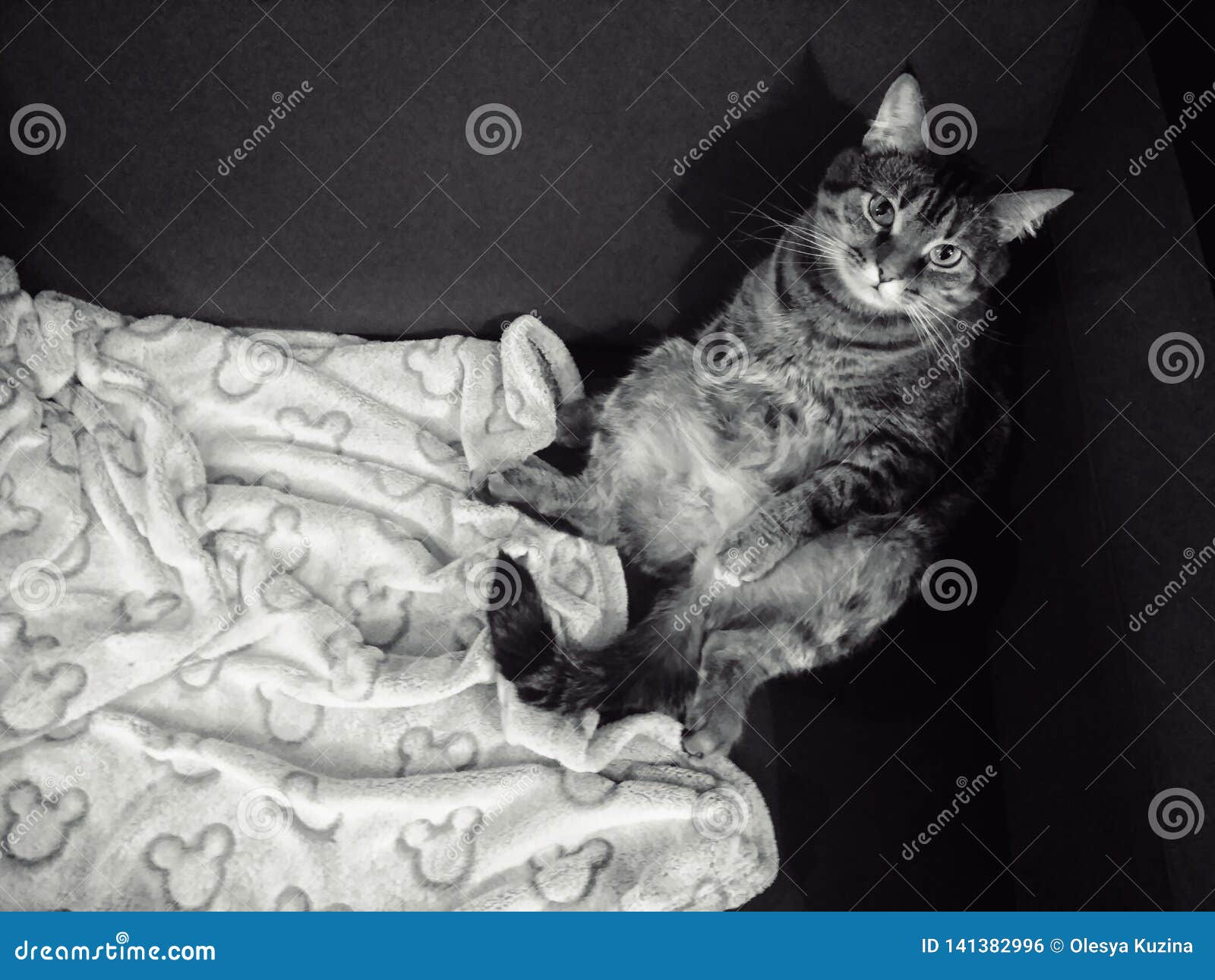 Le Chat Domestique Se Repose Dans Une Pose De La Personne Sur Un Sofa Vue De Ci Avant Photo Stock Image Du Film Grand