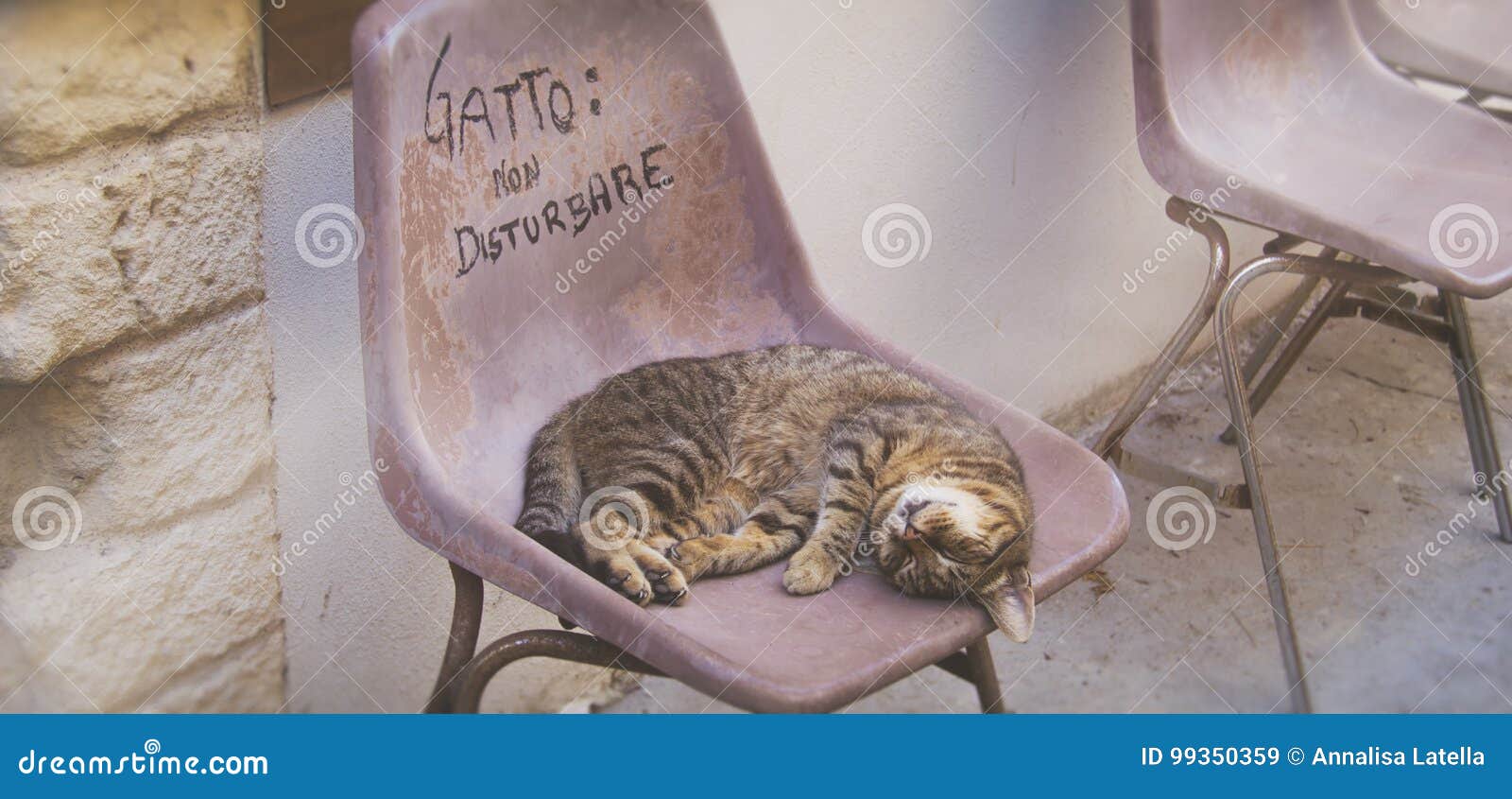 Le Chat Dort Sur Une Chaise Dehors Par Jour Image Stock Image Du Matin Chat Le Chat Dort Sur Une Chaise Dehors Par Jour Image Stock Image Du Matin Chat