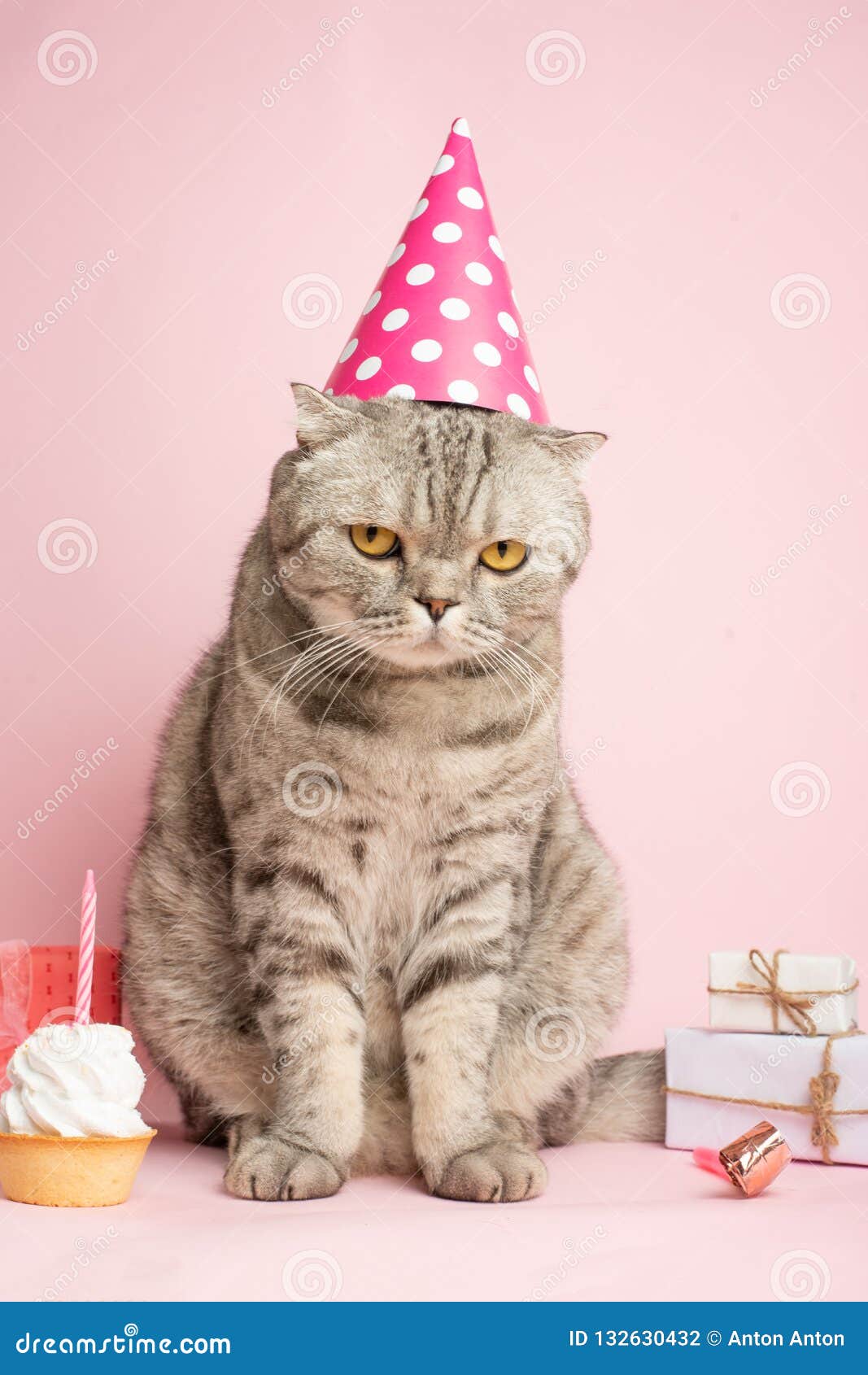 Le Chat Drole Dans Un Chapeau Celebre L Anniversaire Sur Un Fond Rose Photo Stock Image Du Rose Anniversaire Le Chat Drole Dans Un Chapeau Celebre L Anniversaire Sur Un Fond Rose Photo Stock Image Du Rose Anniversaire