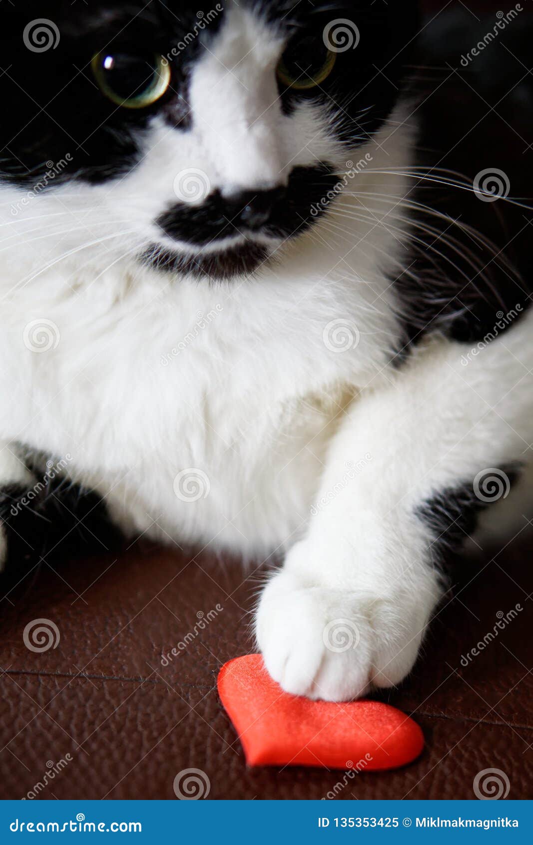 Le Chat Drole Mignon Offre D Etre Des Amis Et Felicite La Saint Valentin Amour Et Relations Image Stock Image Du Chat Attrayant Le Chat Drole Mignon Offre D Etre Des Amis Et Felicite La Saint Valentin Amour Et Relations Image Stock Image Du Chat Attrayant
