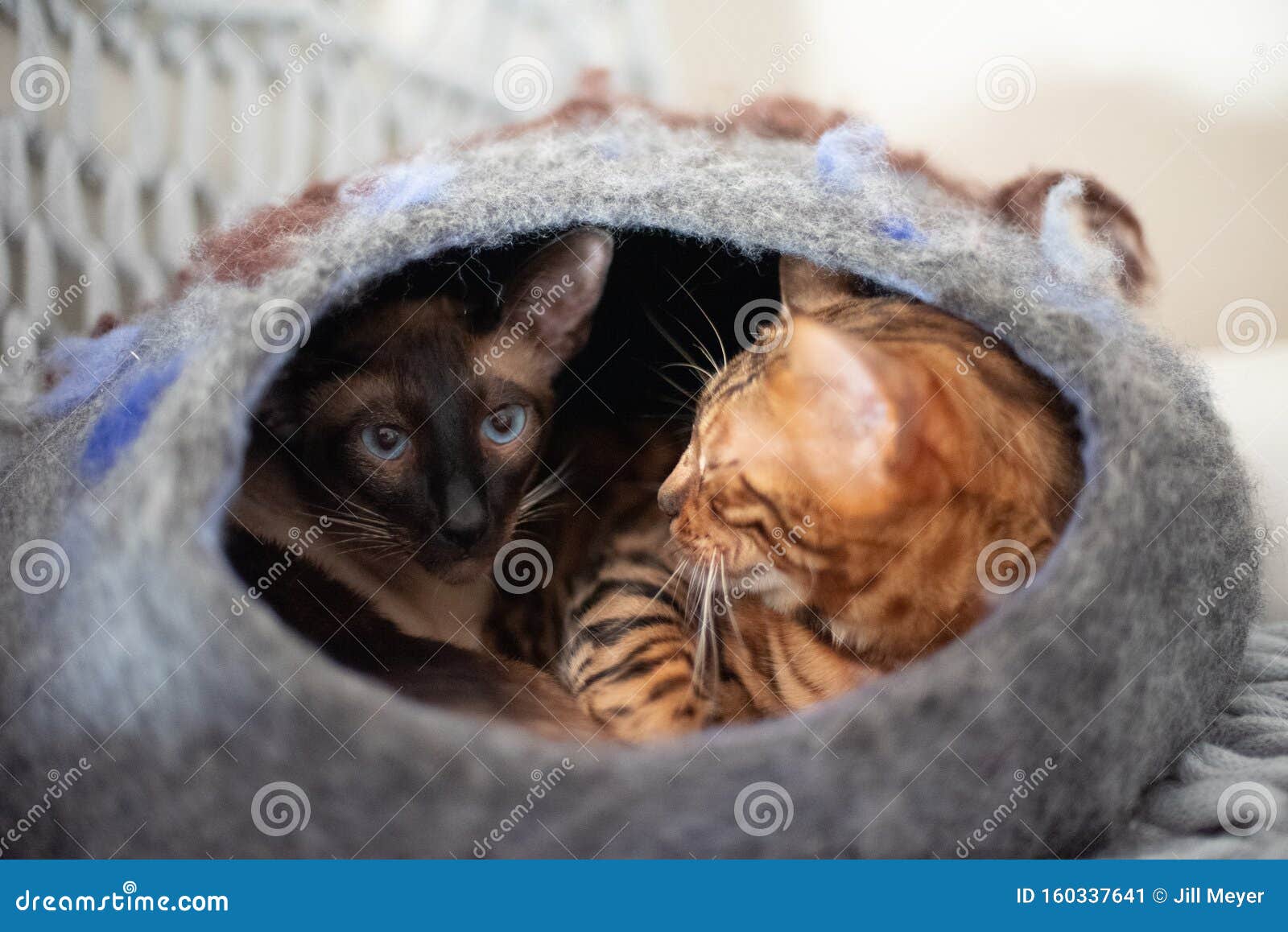 Le Chat Du Siamais Et Du Bengale Dans La Grotte Des Chats Image Stock Image Du Flaner Animaux Le Chat Du Siamais Et Du Bengale Dans La Grotte Des Chats Image Stock Image Du Flaner Animaux